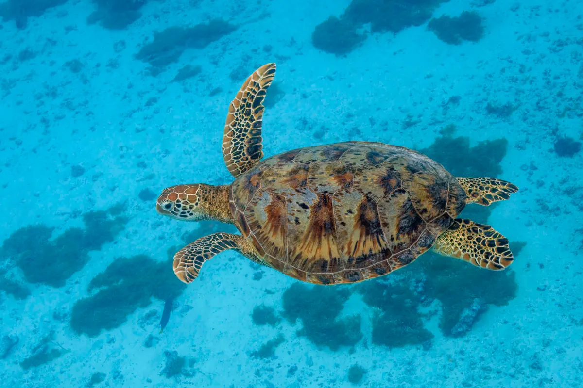 Green sea turtle swimming over a coral reef