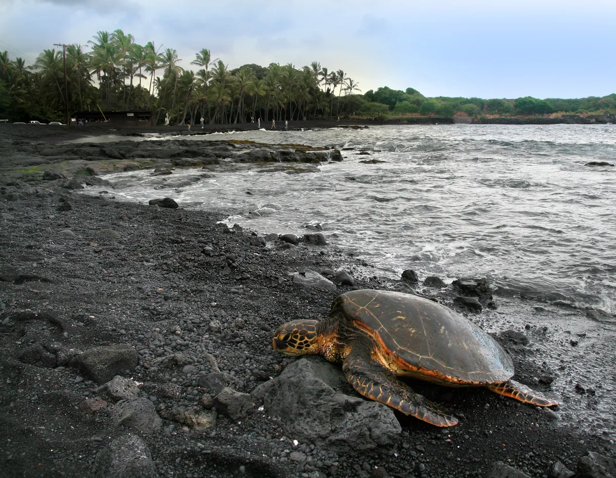 Green sea turtle resting on a tropical beach