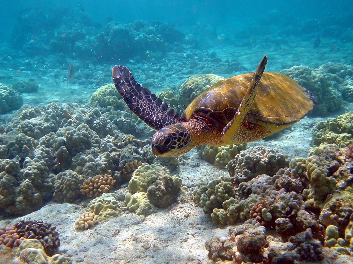 Large green sea turtle swimming showing shell and flippers