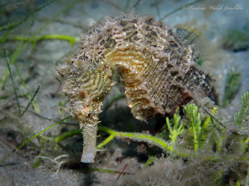 Small lined seahorse in underwater habitat