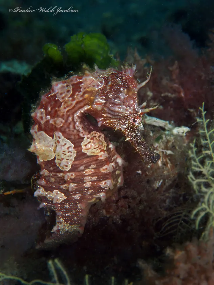 Close-up of a lined seahorse face and curled tail