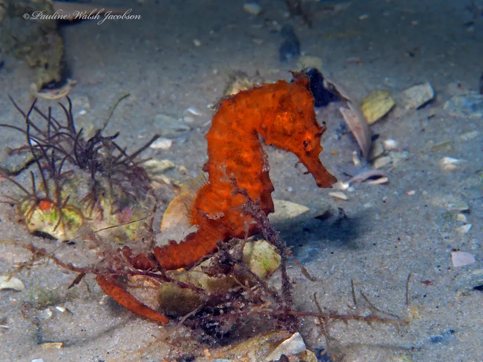 Very small young lined seahorse