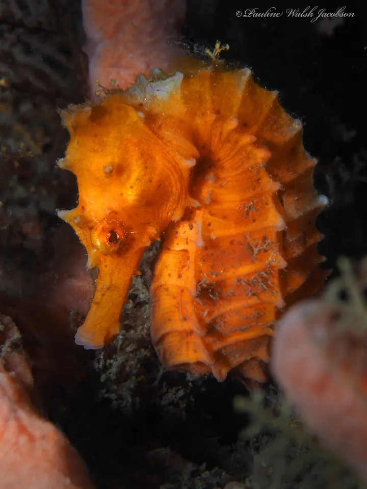 Lined seahorse hunting tiny prey in the water