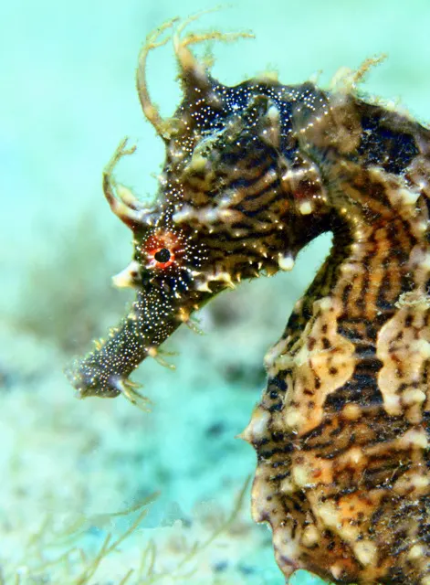 Lined seahorse pair in coastal habitat