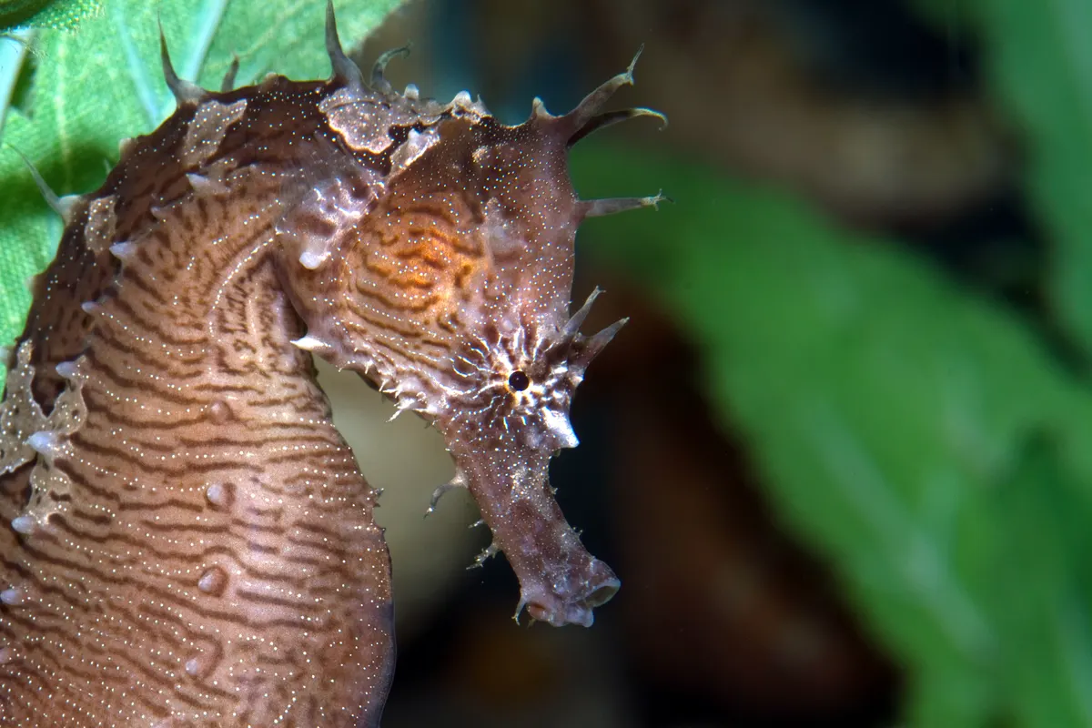 Lined seahorse holding onto underwater vegetation