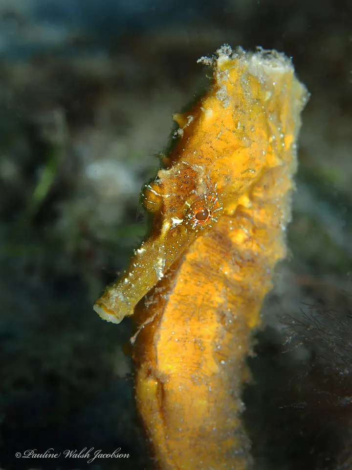 Lined seahorse waiting to catch tiny prey