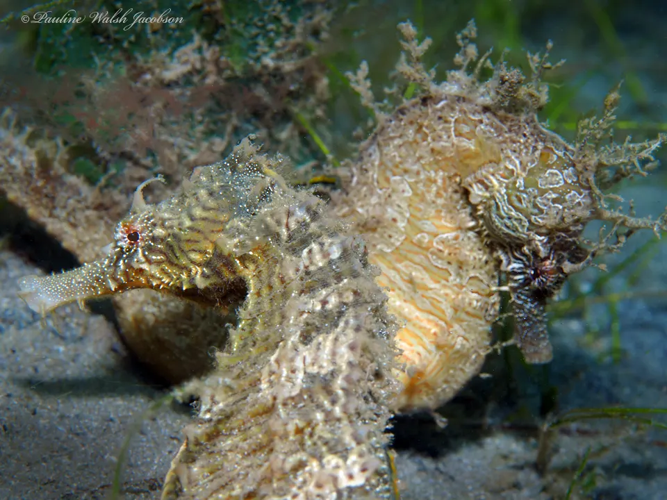 Pair of lined seahorses together on reef cover