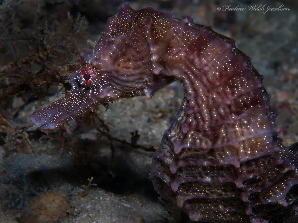 Lined seahorse camouflaged among underwater plants