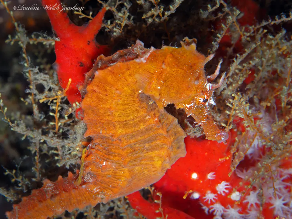 Lined seahorse among seagrass and reef cover
