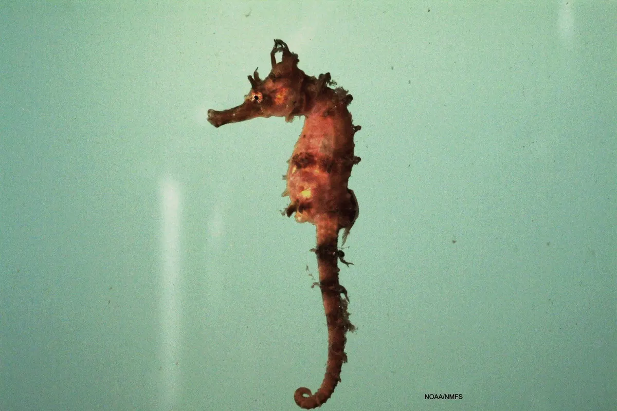 Lined seahorse clinging to underwater vegetation