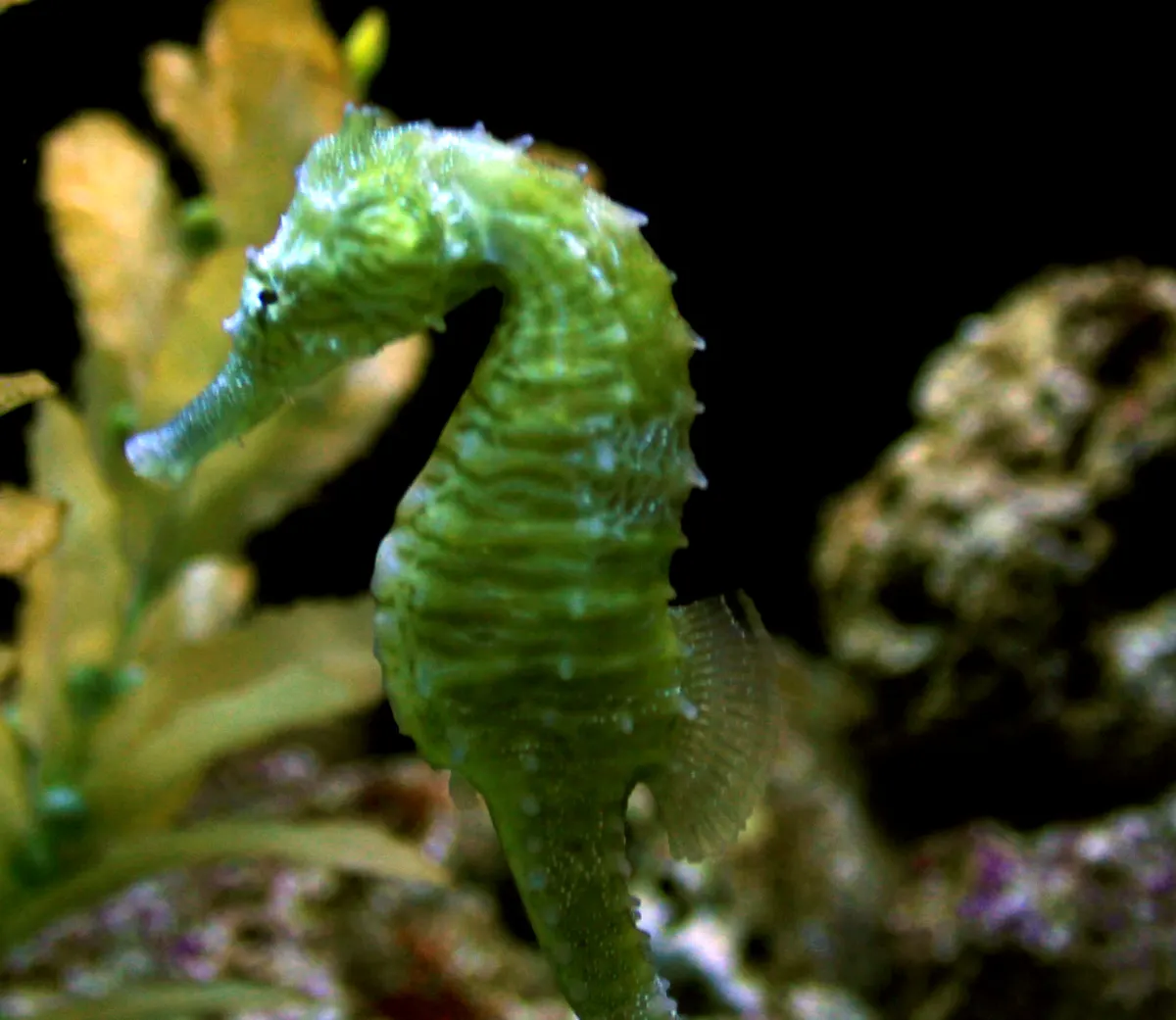 Lined seahorse gripping algae with its tail underwater