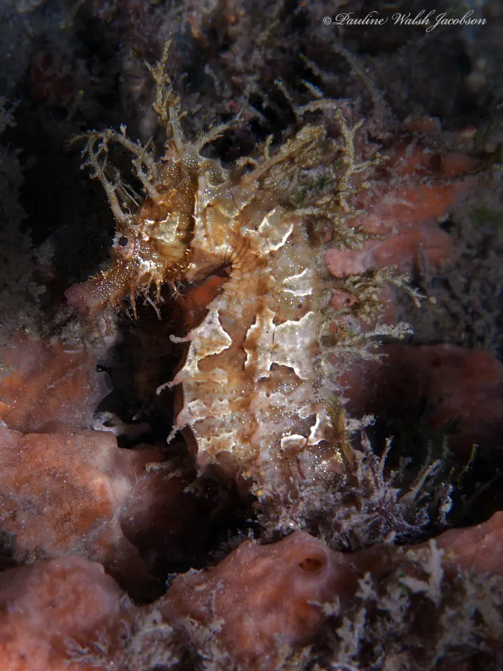 Lined seahorse in coastal Atlantic waters