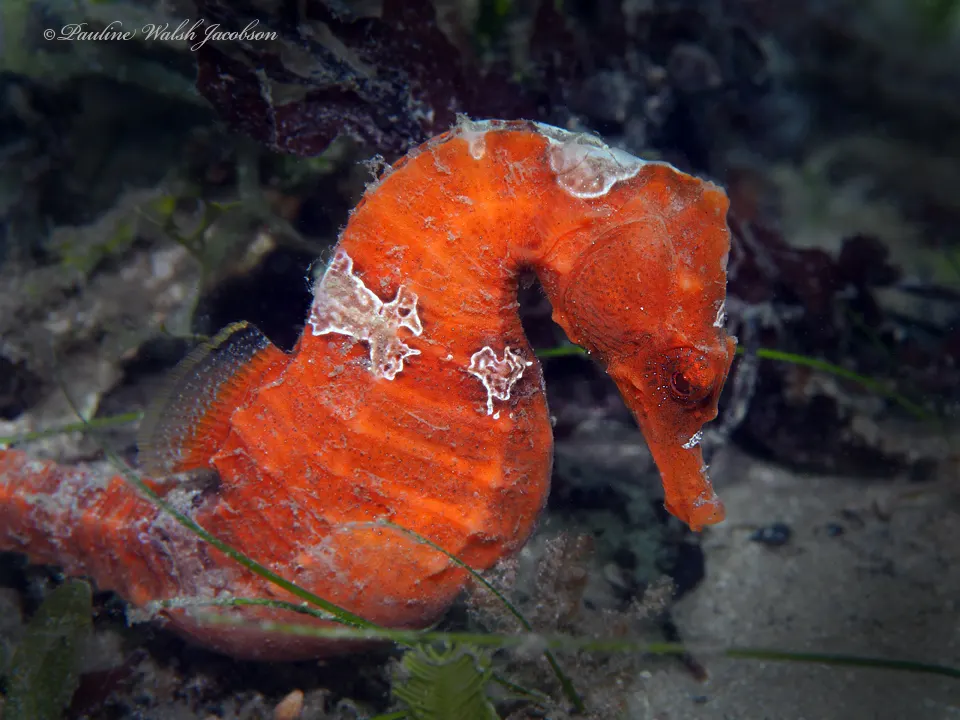 Lined seahorse showing small body size