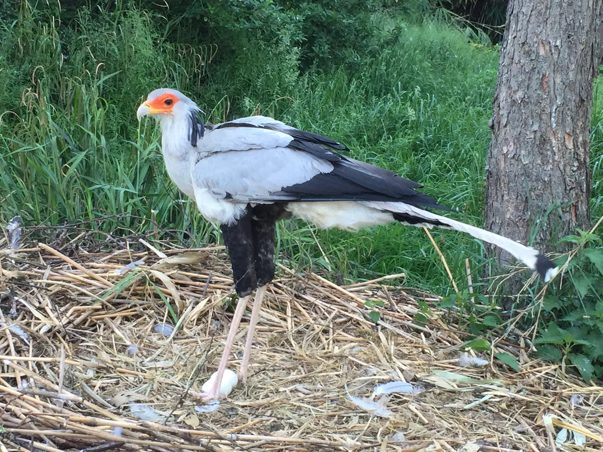Secretarybird standing over its large stick nest with two distinct eggs visible at its feet