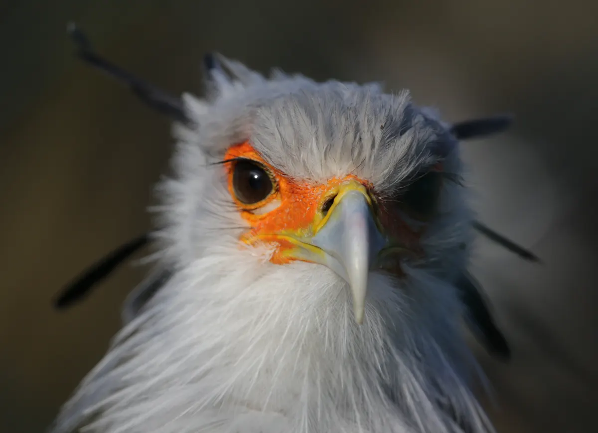Crisp close-up of a secretarybird's head showing sharp raptorial beak, orange eye mask, and elegant black crest feathers