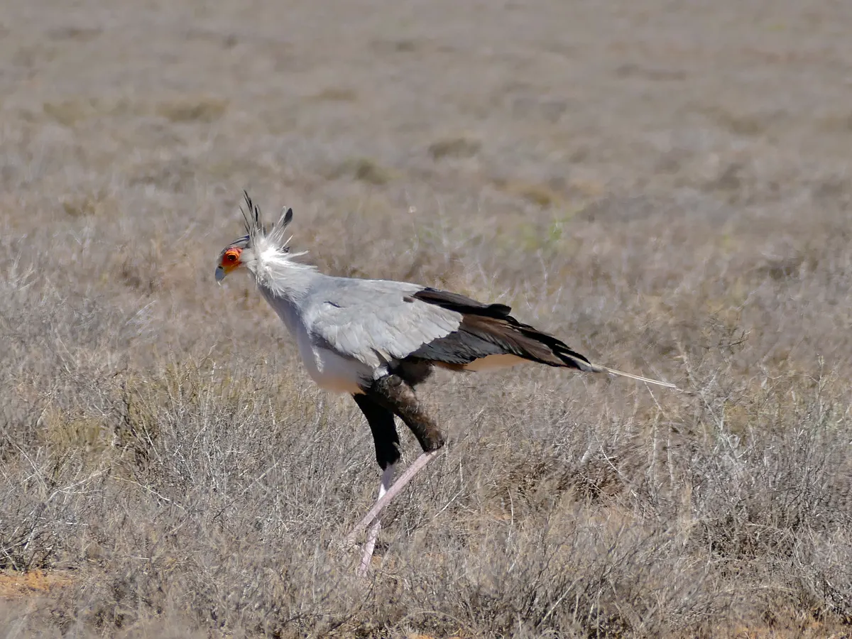 A robust secretarybird standing tall near its nesting territory