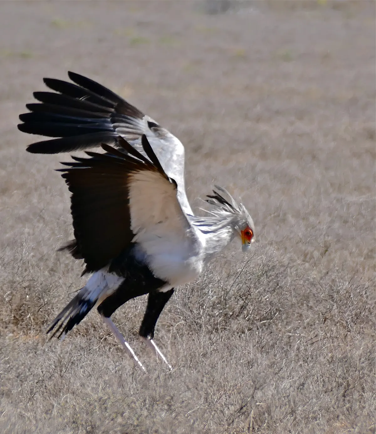 Secretarybird actively hunting across the terrain of Camdeboo National Park