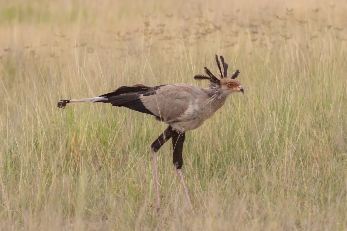 An elegant secretarybird keeping watch over its savanna territory