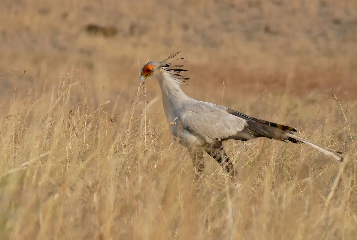 Beautiful secretarybird striding through tall green savanna grasses