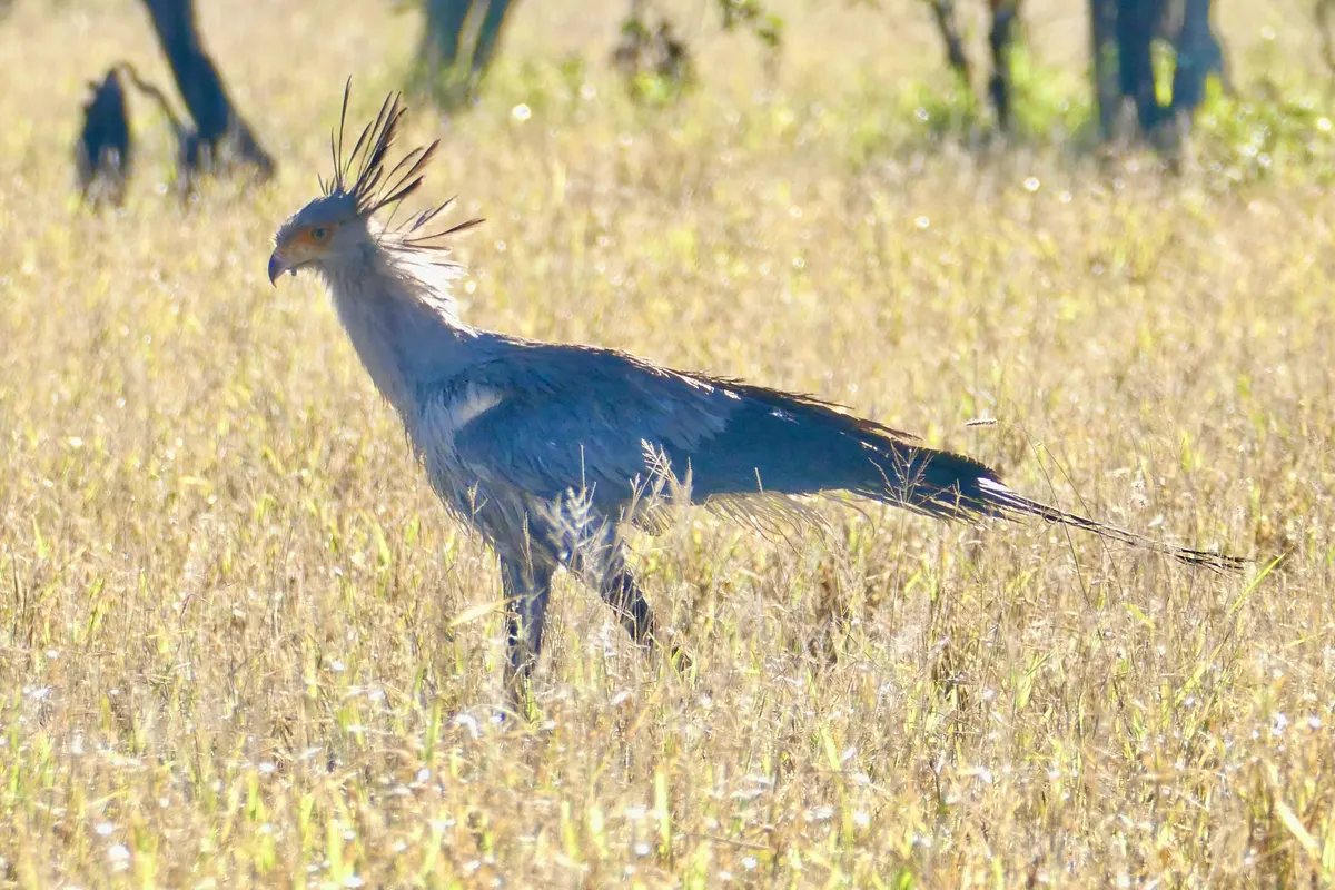 Secretarybird standing proudly on the African plains
