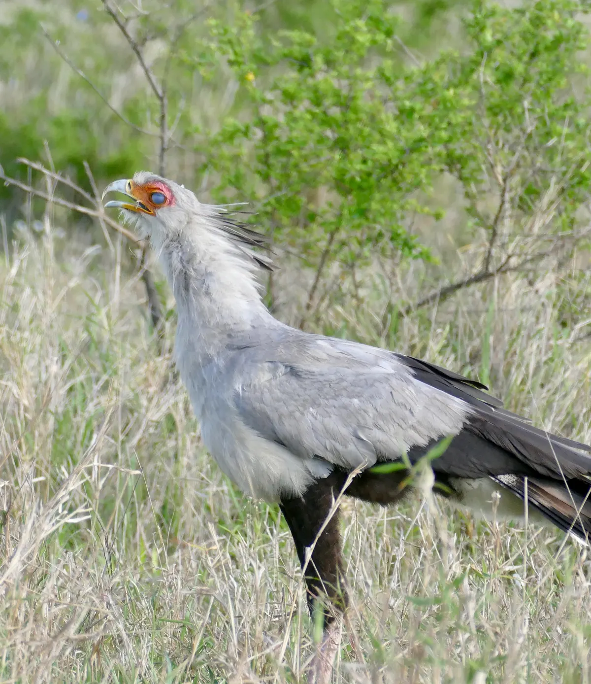 Secretarybird actively capturing and swallowing a large locust on the savanna