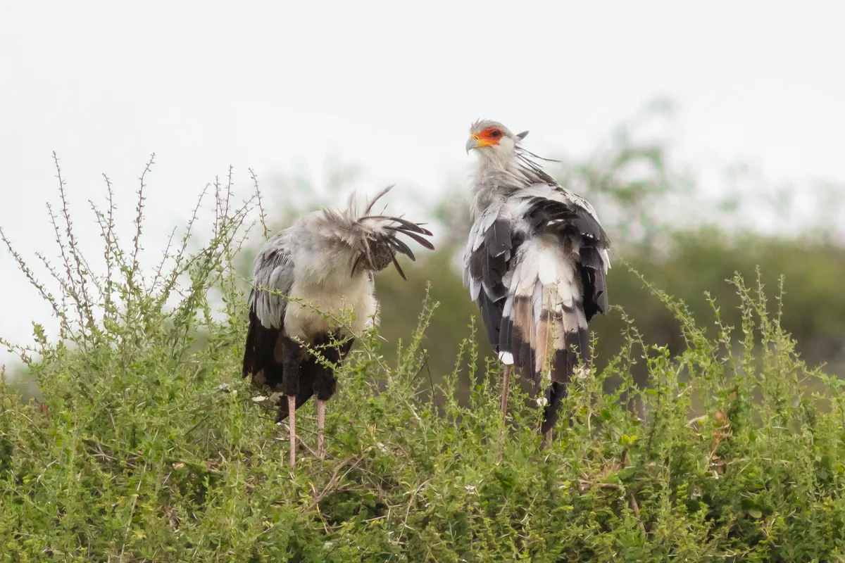 A bonded pair of secretarybirds foraging together in Amboseli National Park