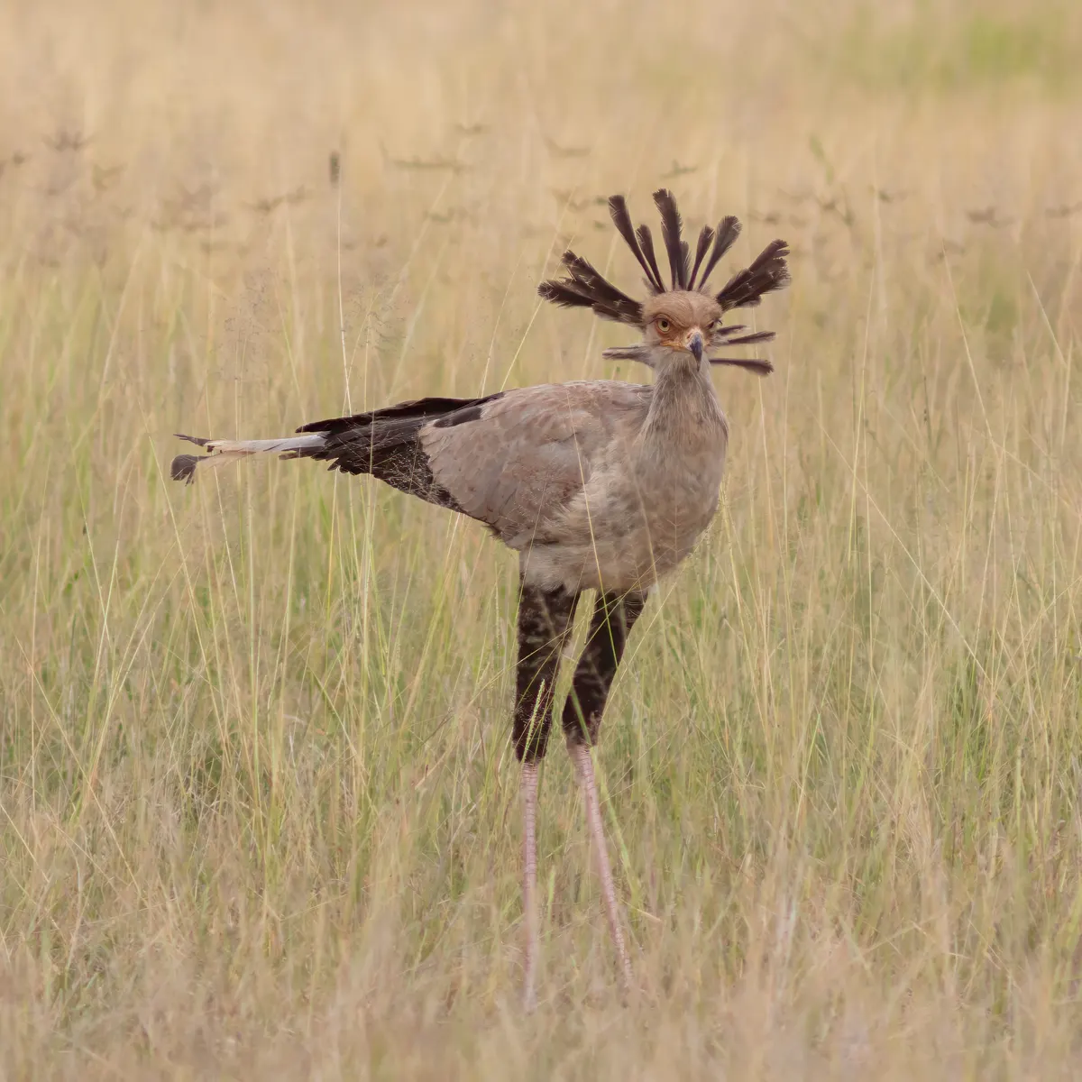 Secretarybird standing alert with its quill-like crest feathers elegantly arrayed