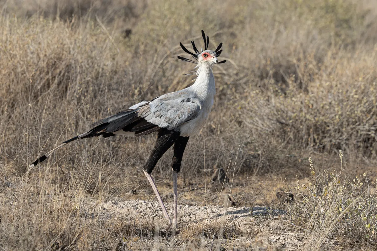 Secretarybird striding confidently across the open African savanna