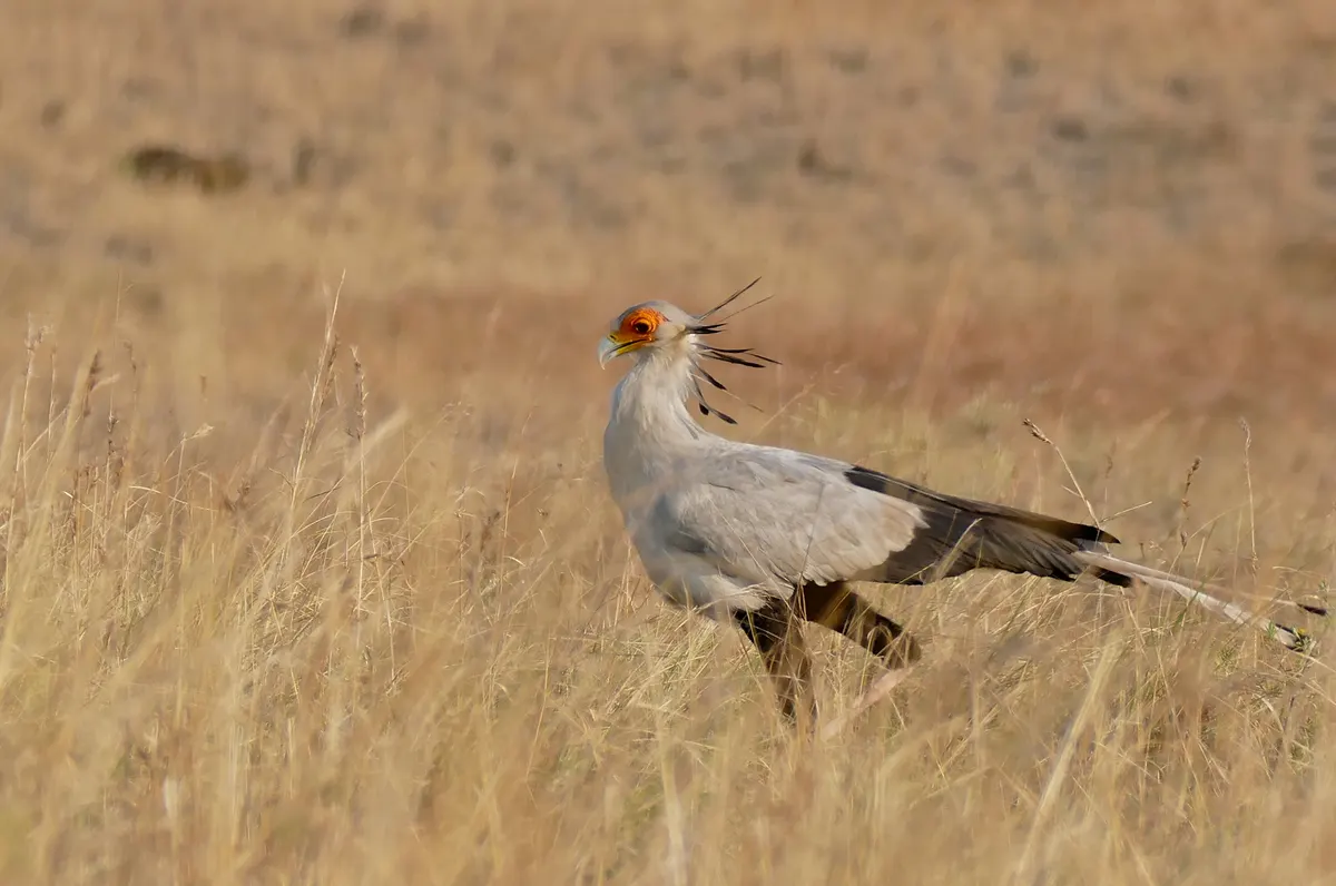Stately adult secretarybird standing alert with its distinctive black head crest feathers and orange facial skin