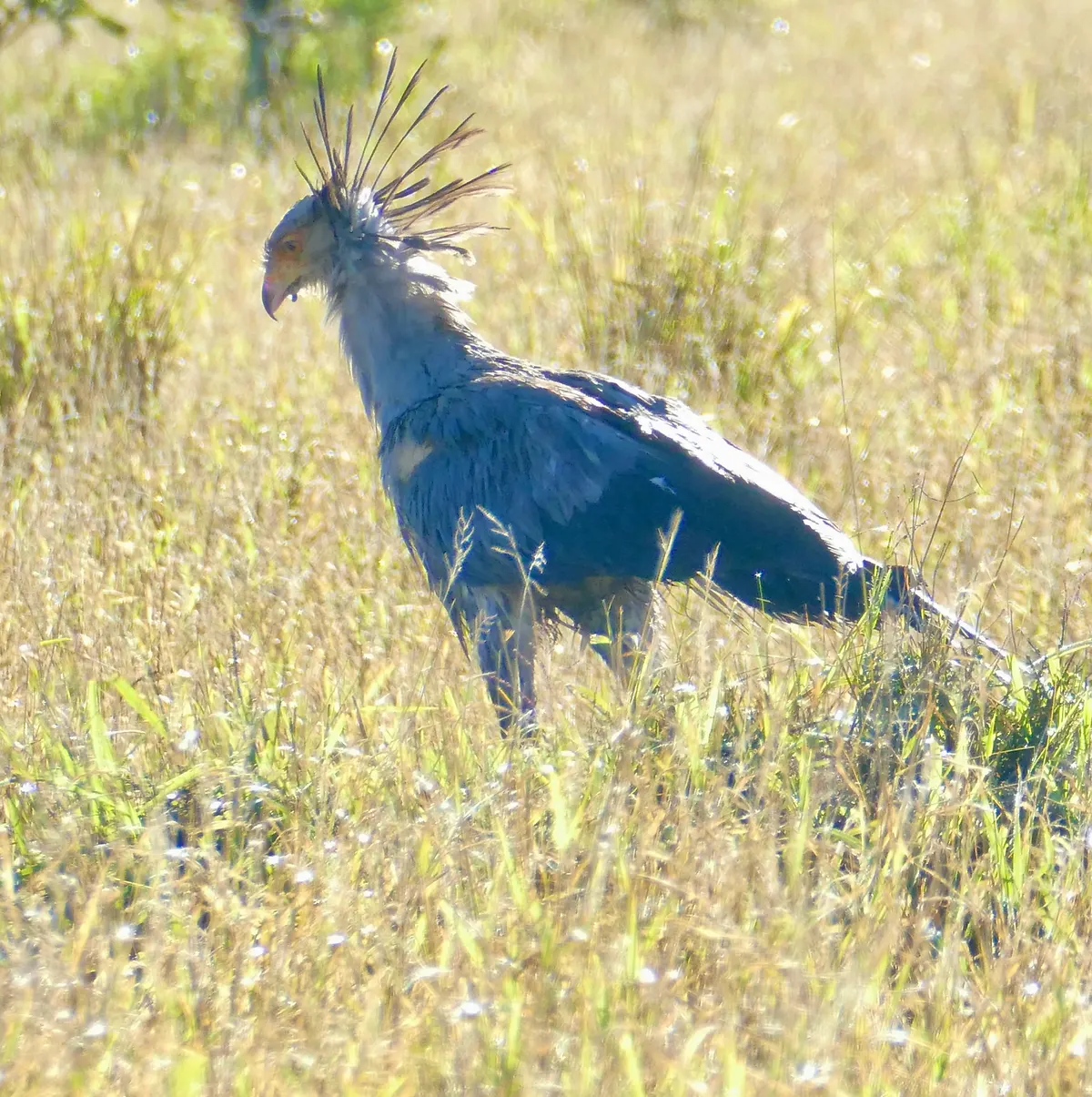 Secretarybird standing in the rich grasslands of South Africa after a rainstorm