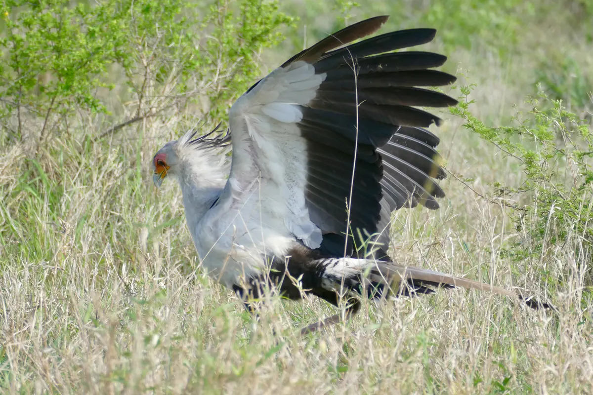 Secretarybird utilizing its powerful long crane-like legs to forcefully stomp on prey