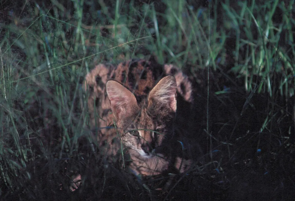 Serval crouched low in grass while watching for prey