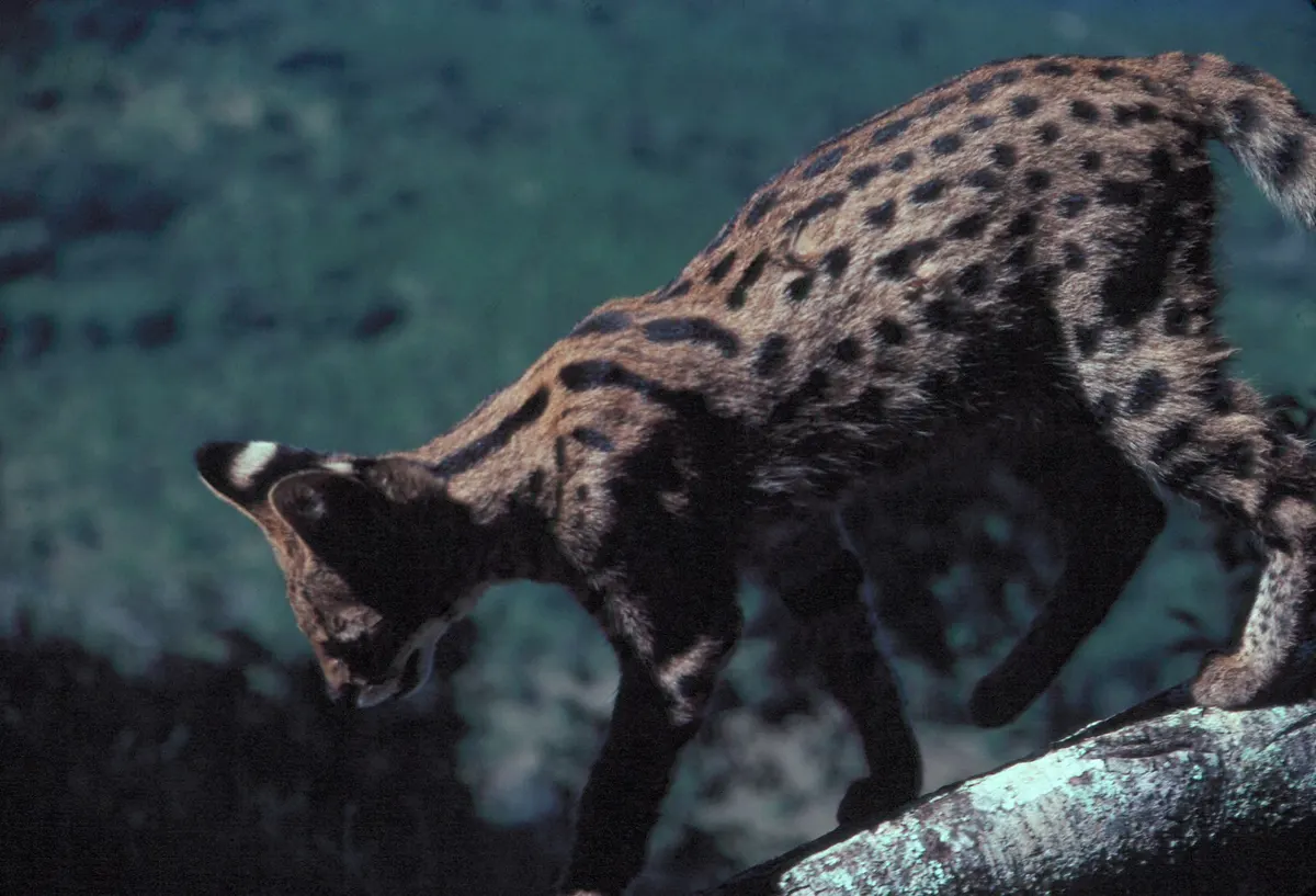 Serval balancing on a fallen tree trunk