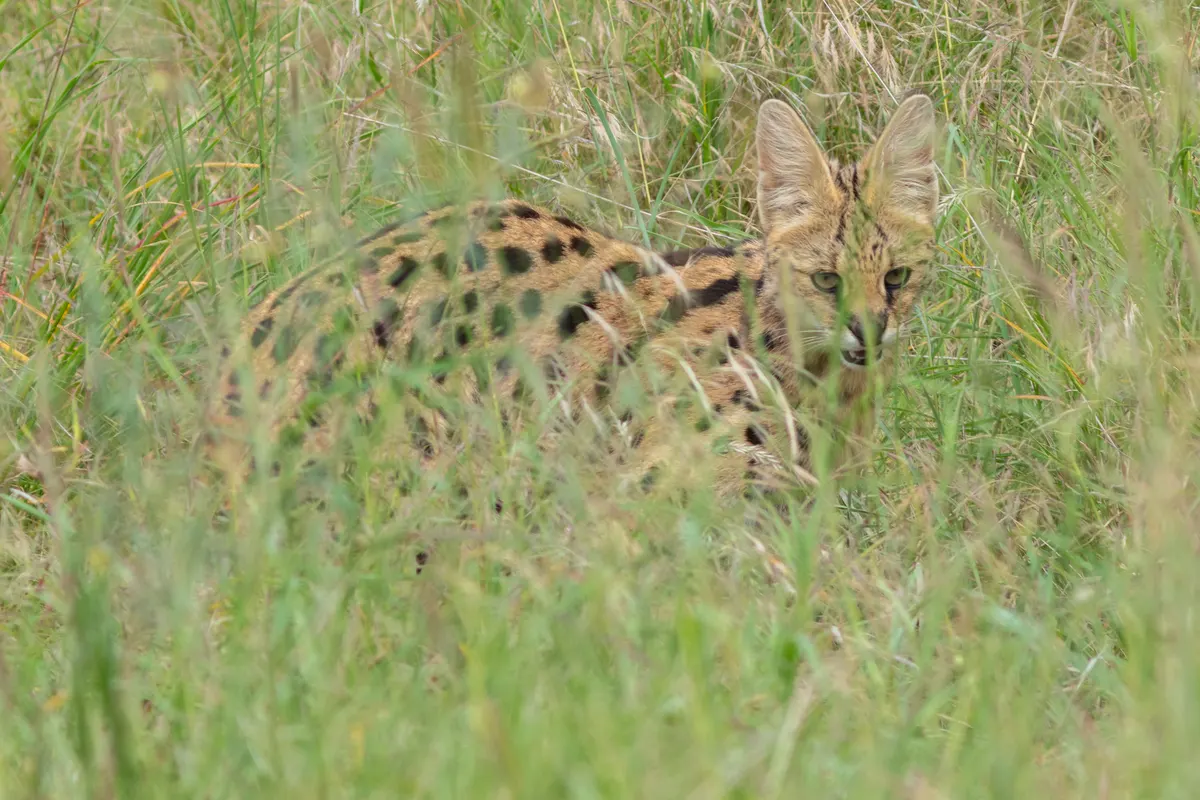 Serval in tall dry grass in an African reserve