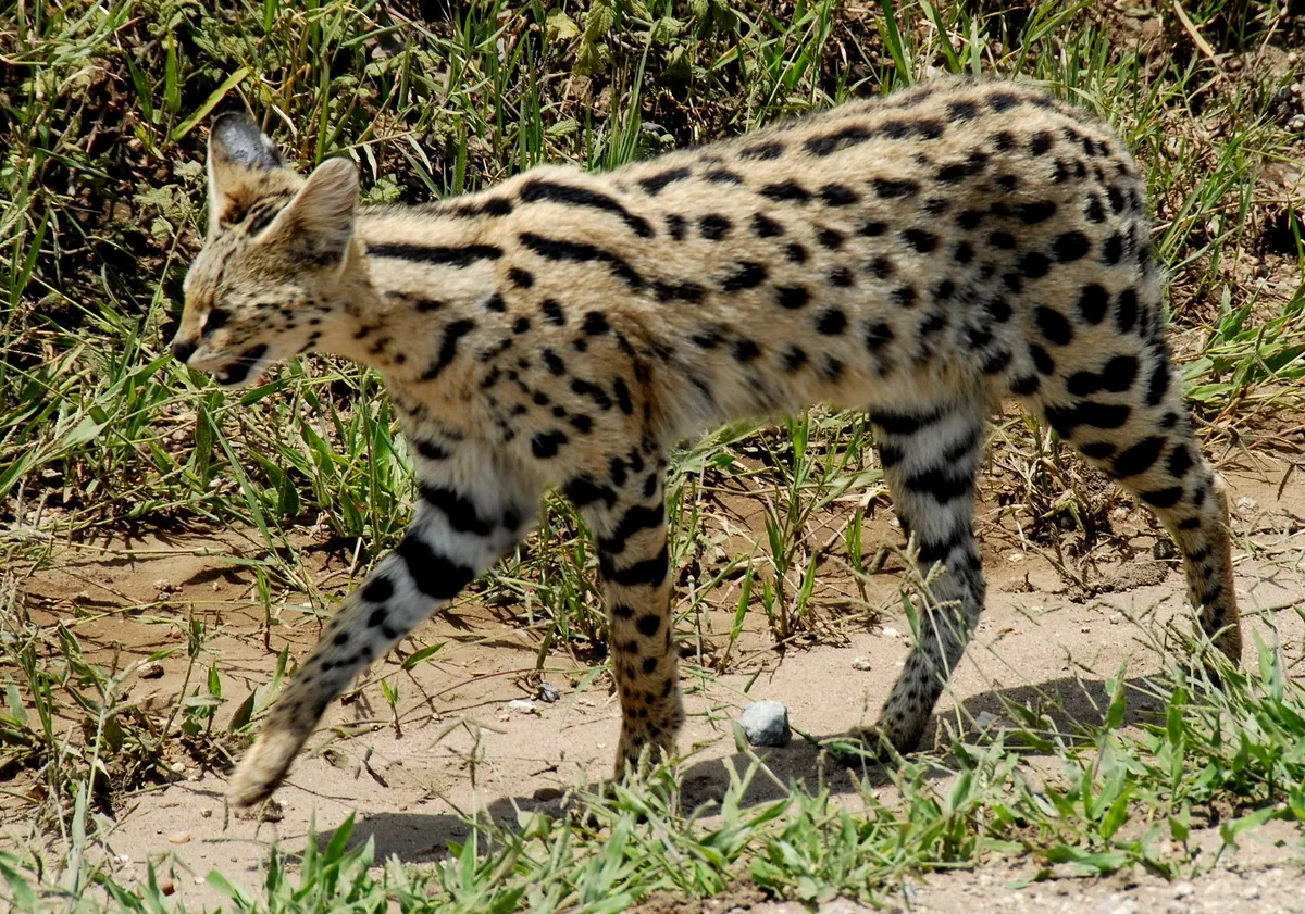 Serval standing in short grass on the Serengeti plains