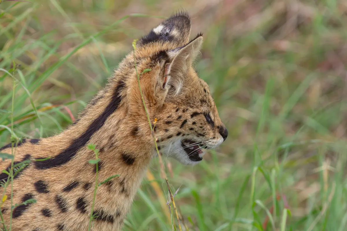 Serval standing in dry grass with tall ears and a spotted coat