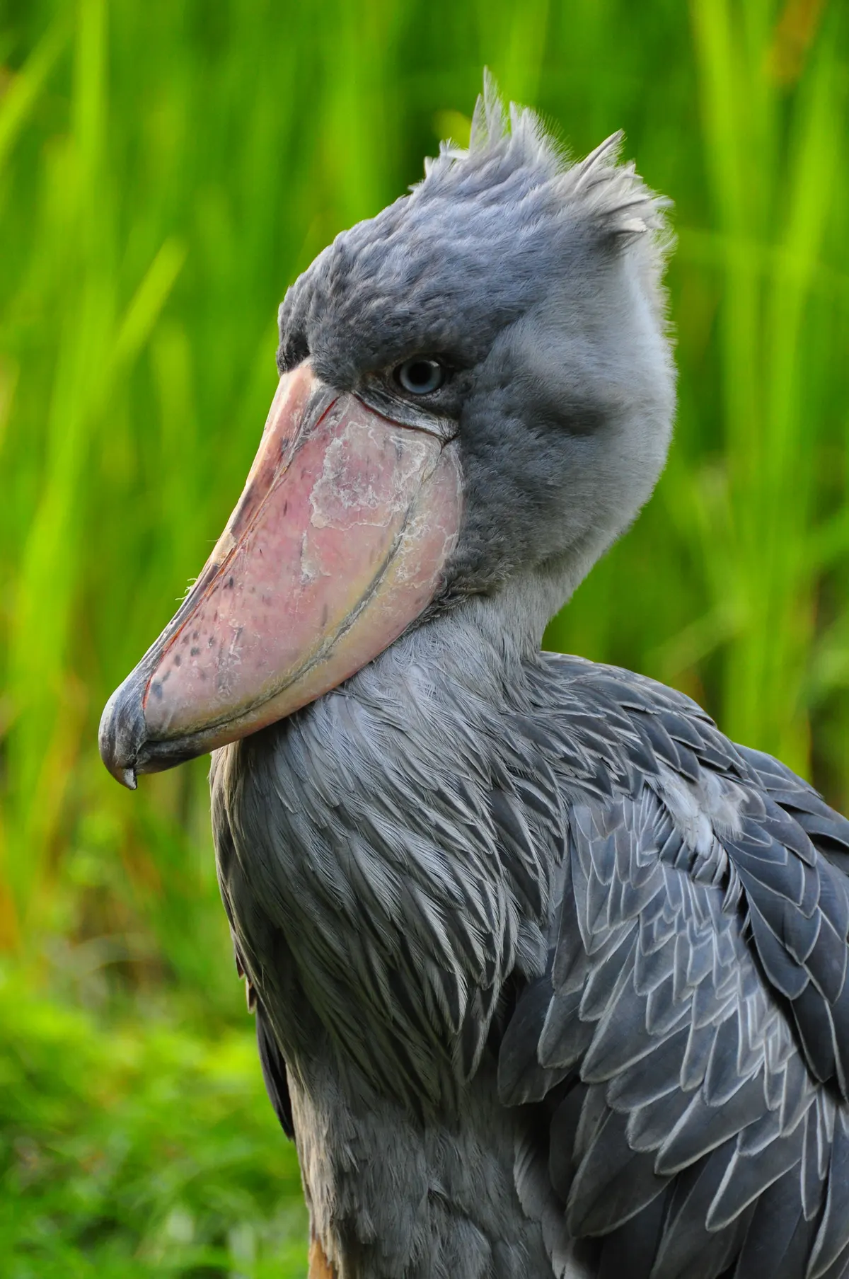 Young juvenile shoebill showing early plumage development