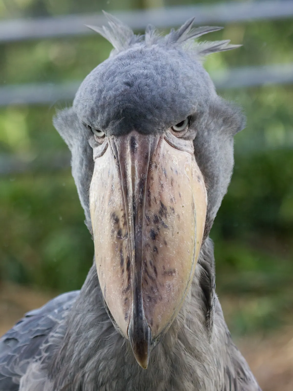 Striking close-up of a shoebill's head, keen yellow eyes, and massive hooked beak