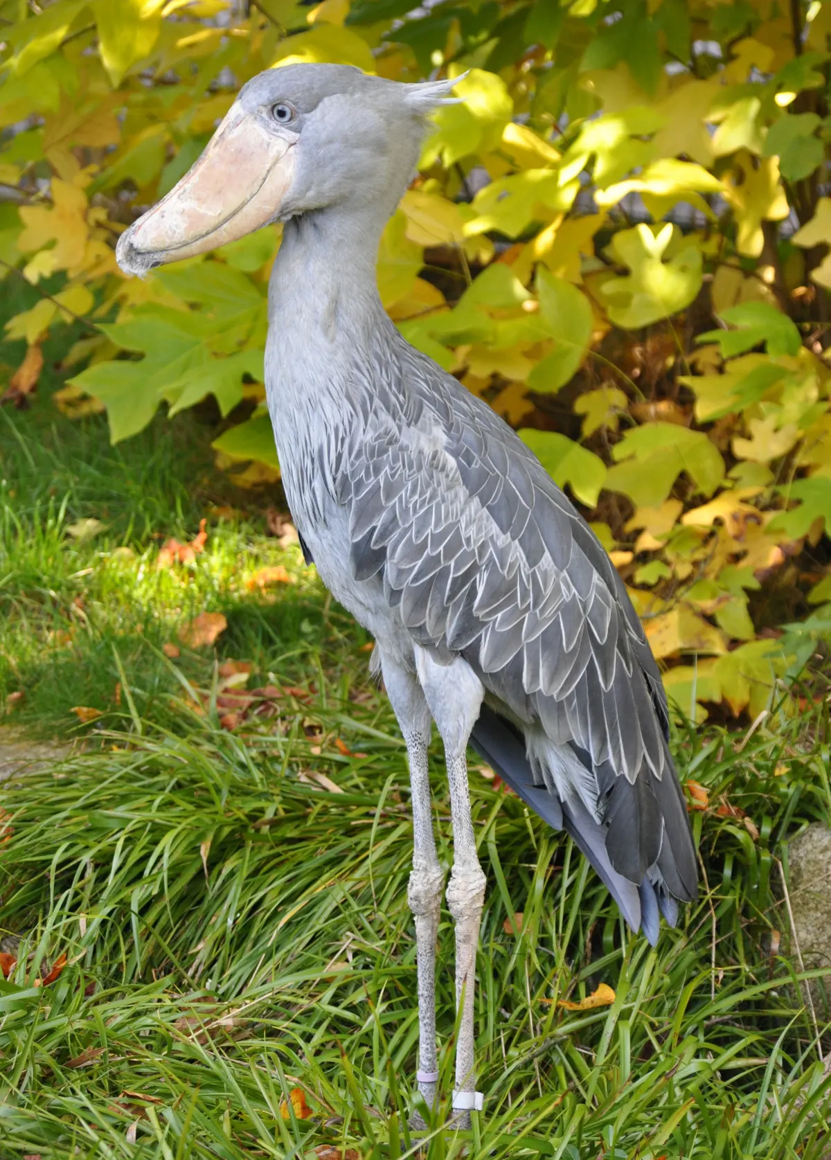 Juvenile shoebill developing its mature grey feathers