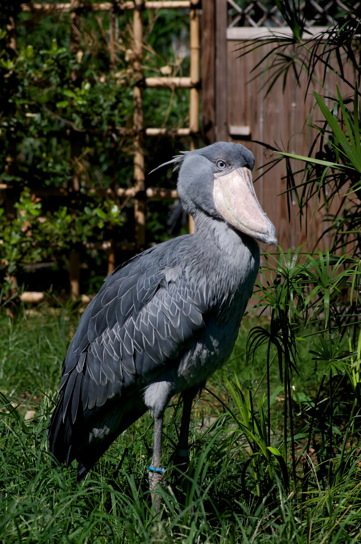 Shoebill standing patiently in shallow marsh water