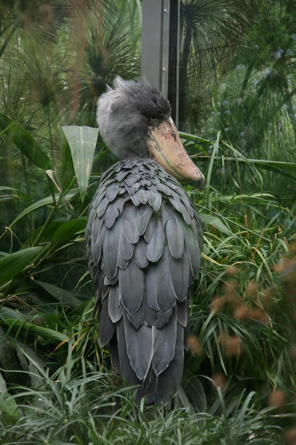 Adult shoebill standing tall guarding its territory
