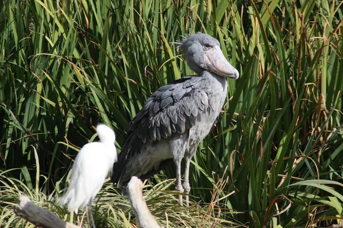 Shoebill stalking through papyrus reeds in a wetland