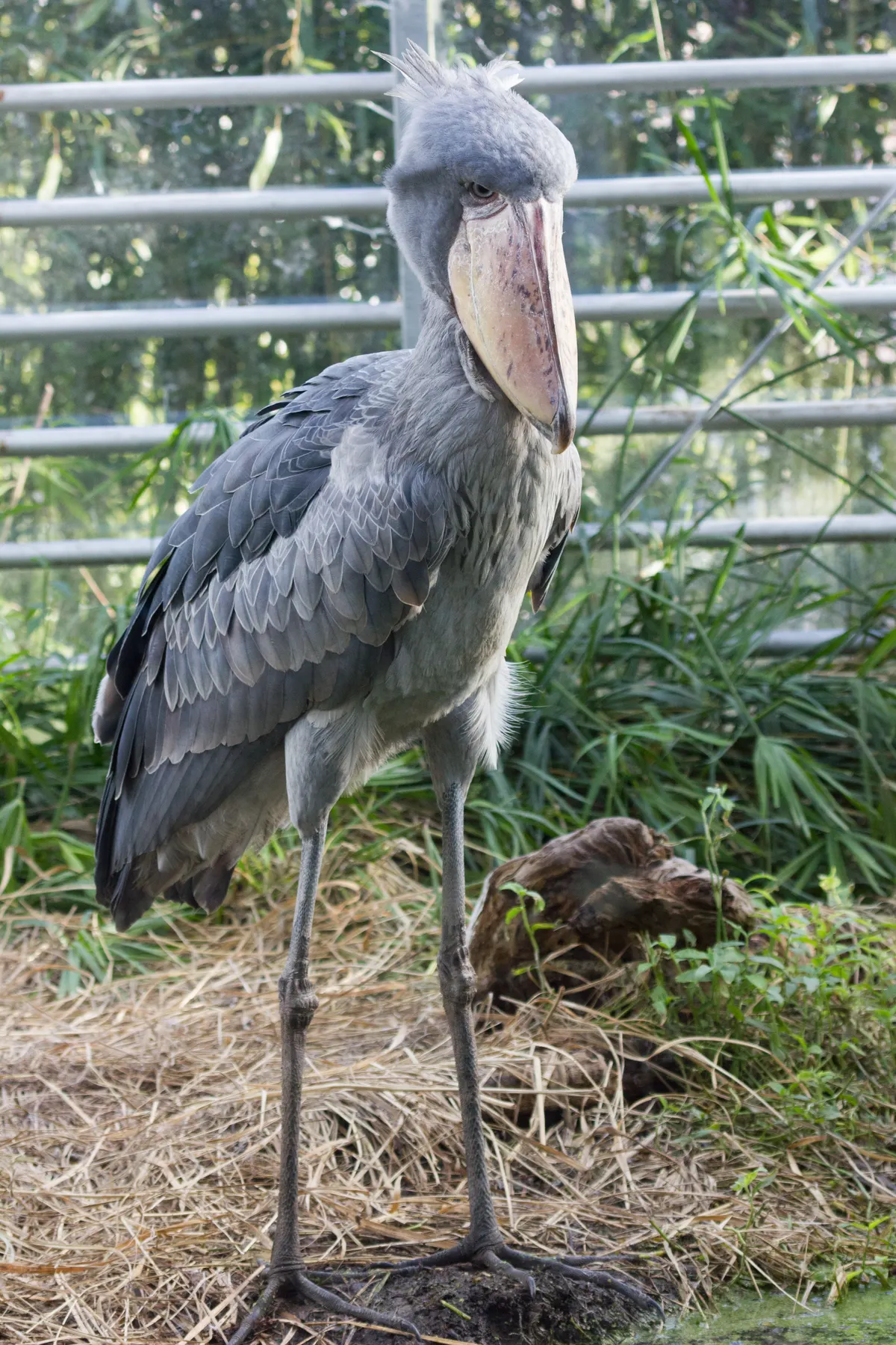 Shoebill standing amidst tall marsh flora