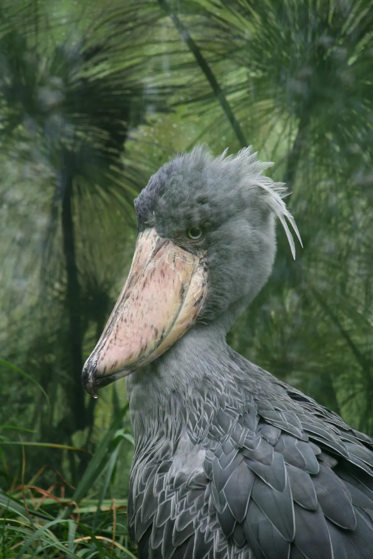Shoebill waiting motionless near shallow water for prey