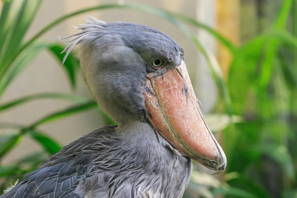 Shoebill in its zoo enclosure representing social behavior