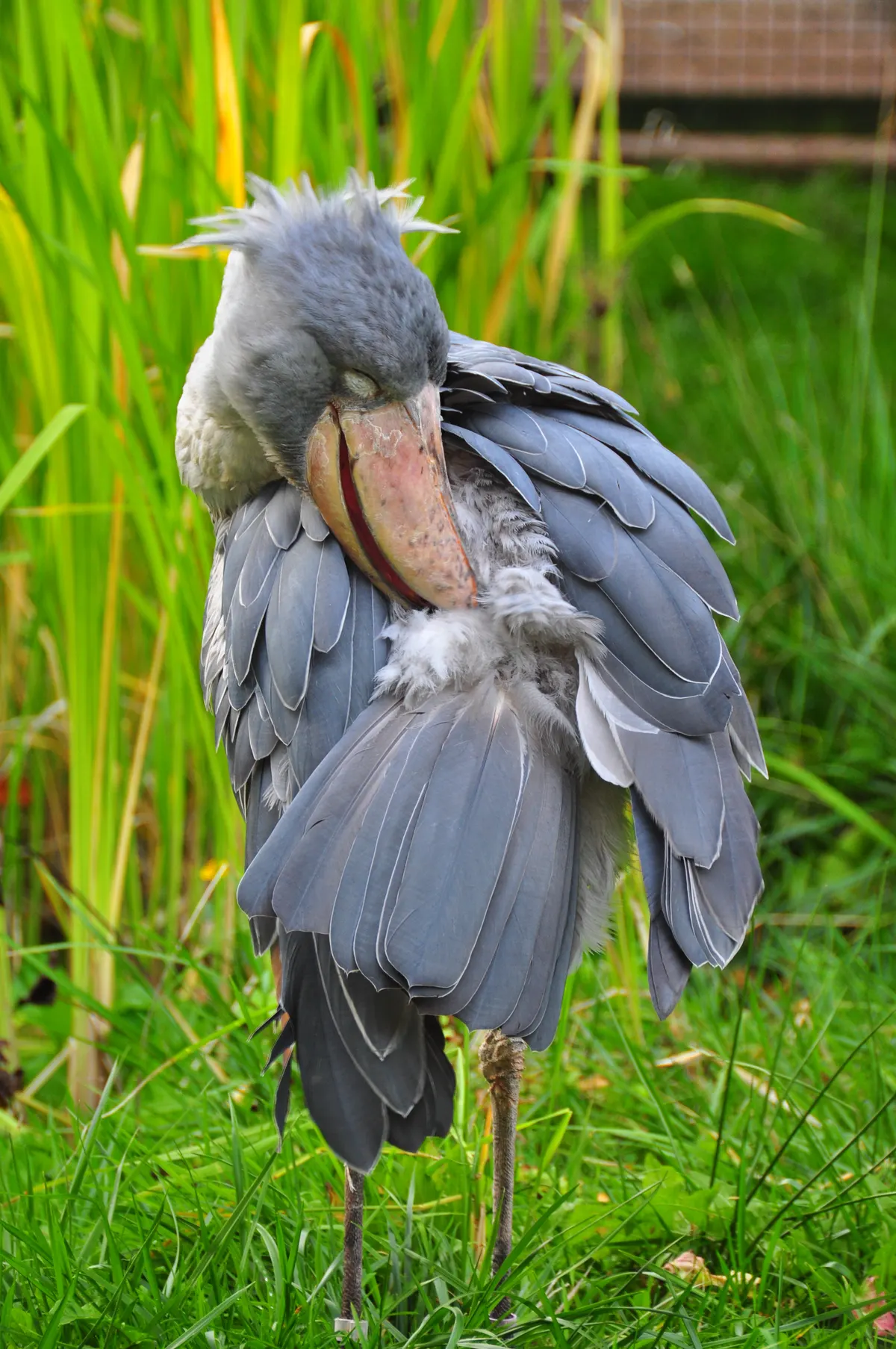 Shoebill preening its feathers and displaying its flexible neck