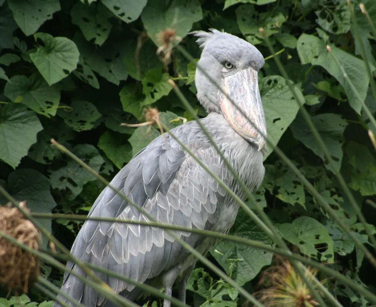 Shoebill standing in dense marsh vegetation in East Africa