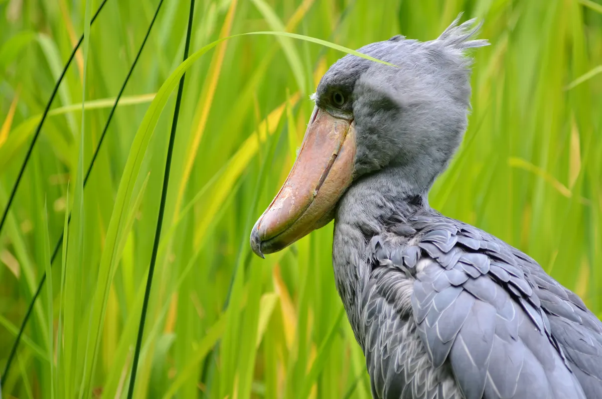 Majestic adult shoebill standing alert with its massive shoe-shaped bill clearly visible