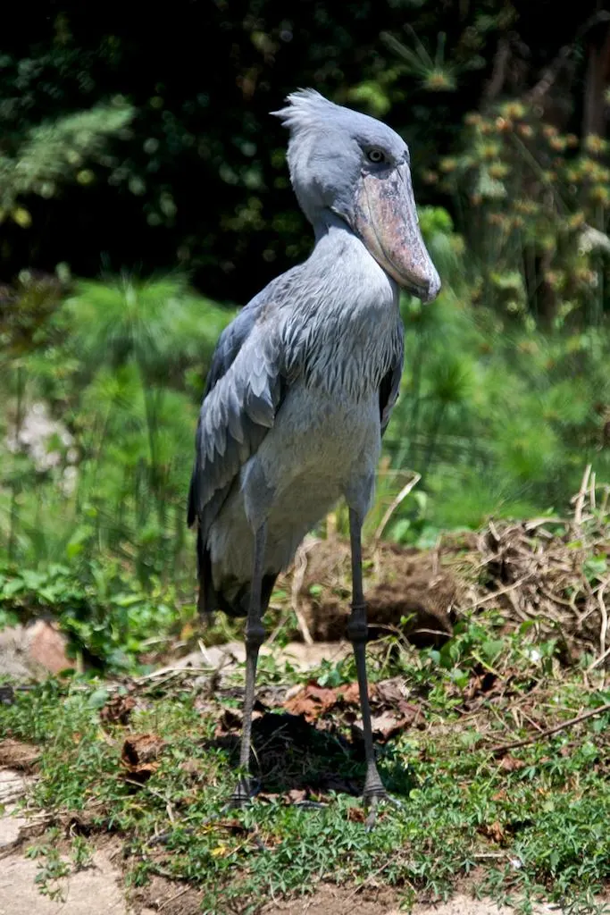 Shoebill in Entebbe Botanical Gardens, Uganda