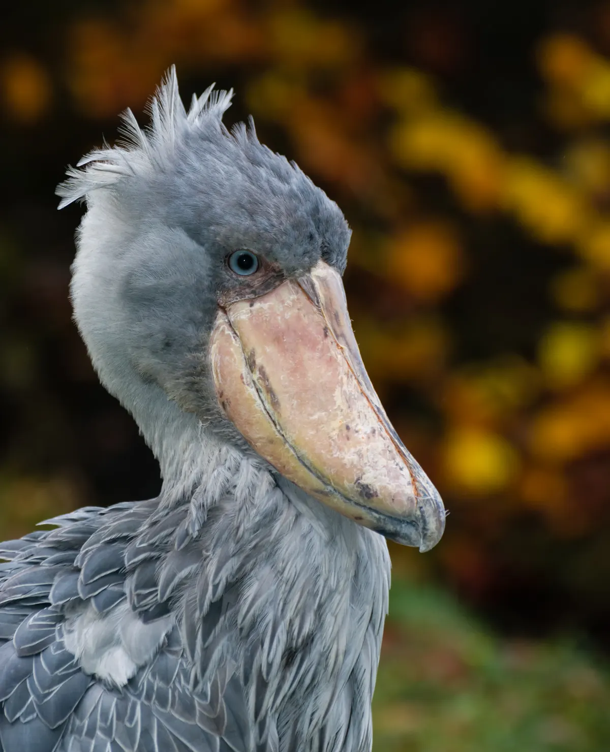 Full body shot of a tall shoebill showing its massive vertical standing height